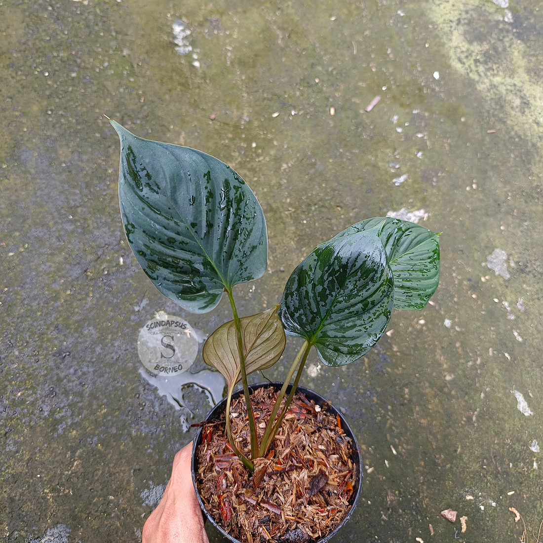 Homalomena Sp Black Borneo - Scindapsus Borneo