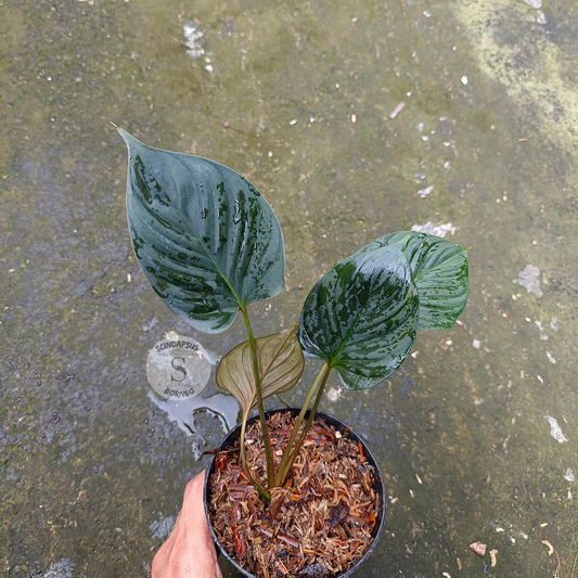 Homalomena Sp Black Borneo