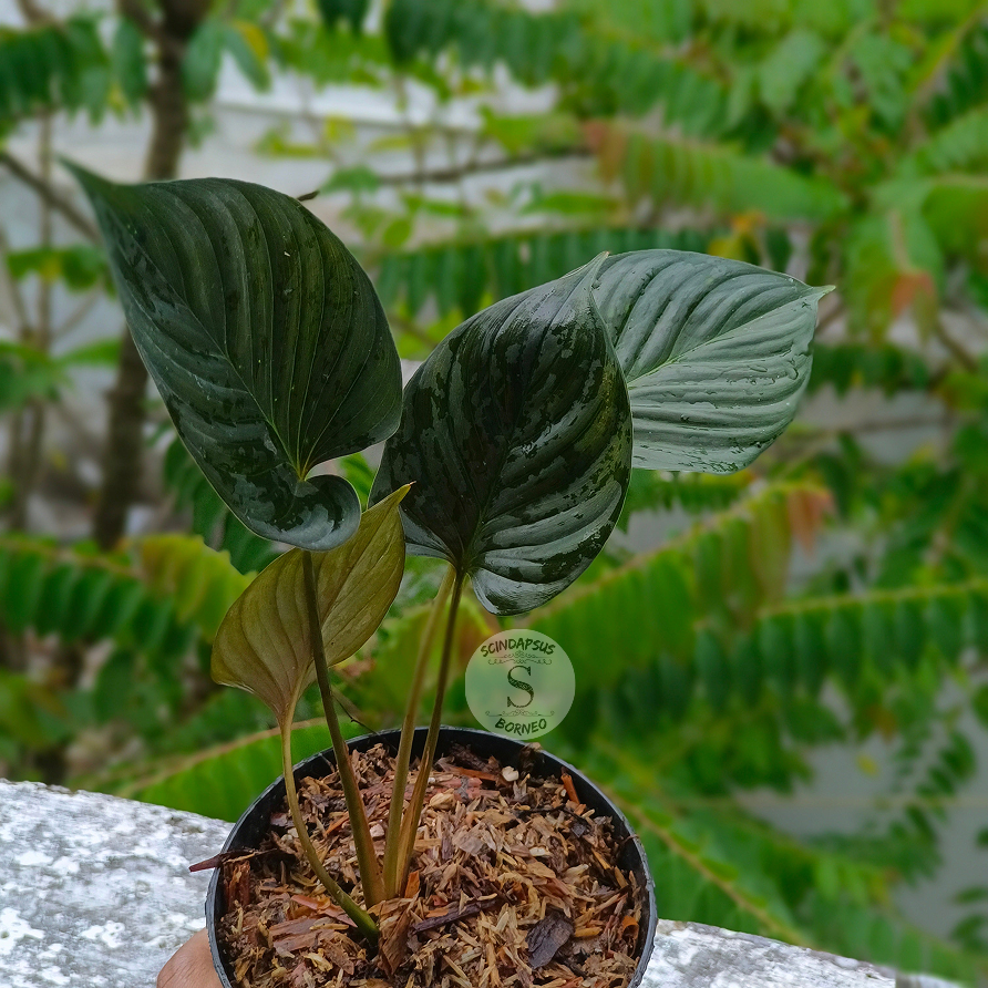 Homalomena Sp Black Borneo – Scindapsus Borneo