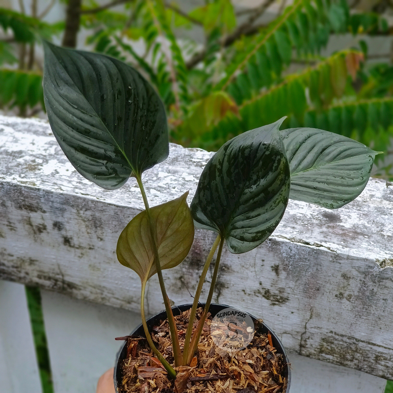 Homalomena Sp Black Borneo - Scindapsus Borneo