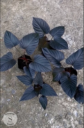 Homalomena Blackout - Scindapsus Borneo