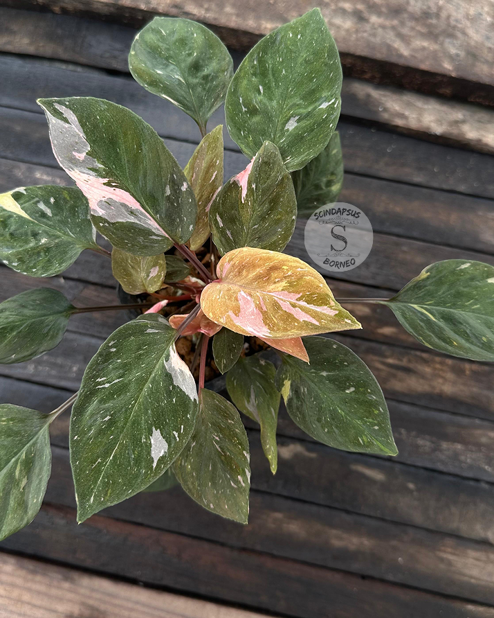 Homalomena Humilis ‘Arkaen’ - Scindapsus Borneo