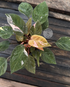 Homalomena Humilis ‘Arkaen’ - Scindapsus Borneo
