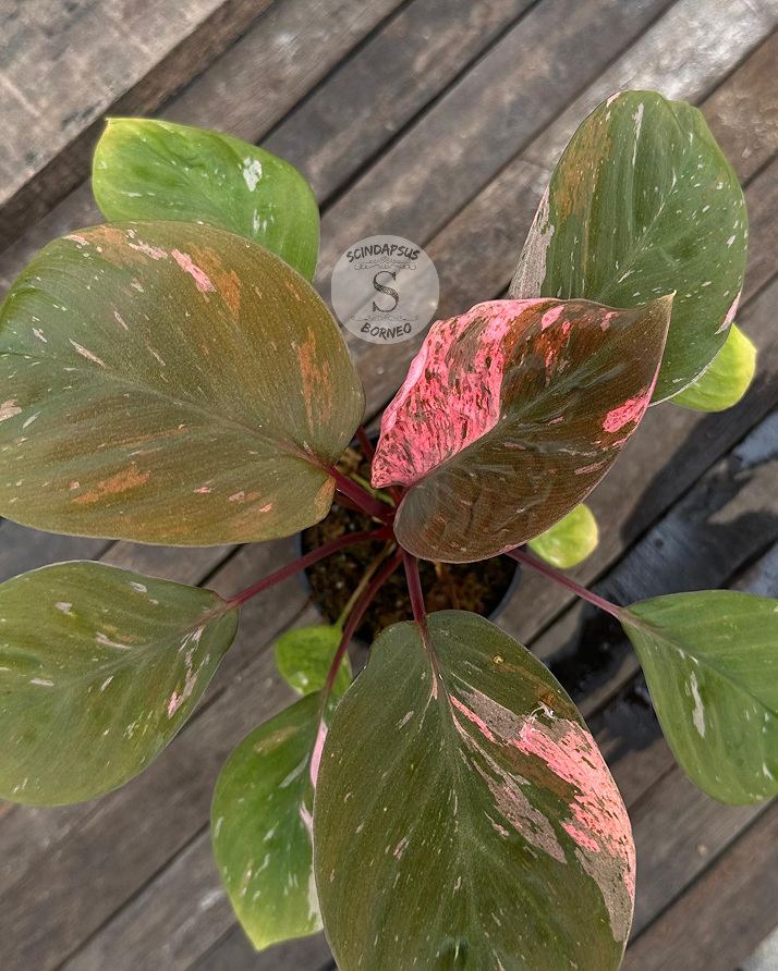 Homalomena Humilis Variegata Pink - Best Selected - Scindapsus Borneo