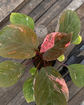 Homalomena Humilis Variegata Pink - Best Selected - Scindapsus Borneo