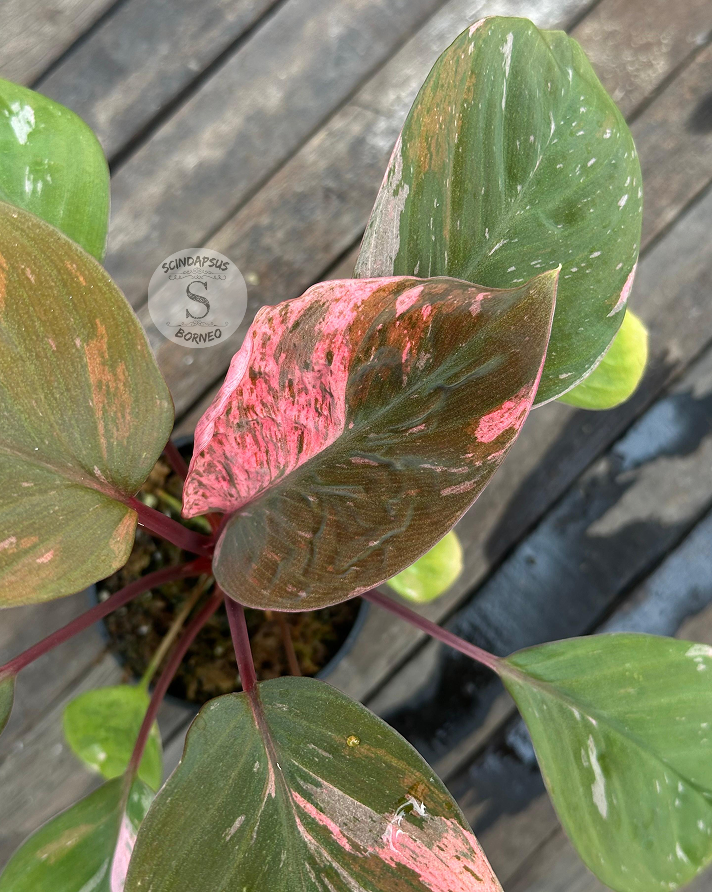 Homalomena Humilis Variegata Pink - Best Selected - Scindapsus Borneo