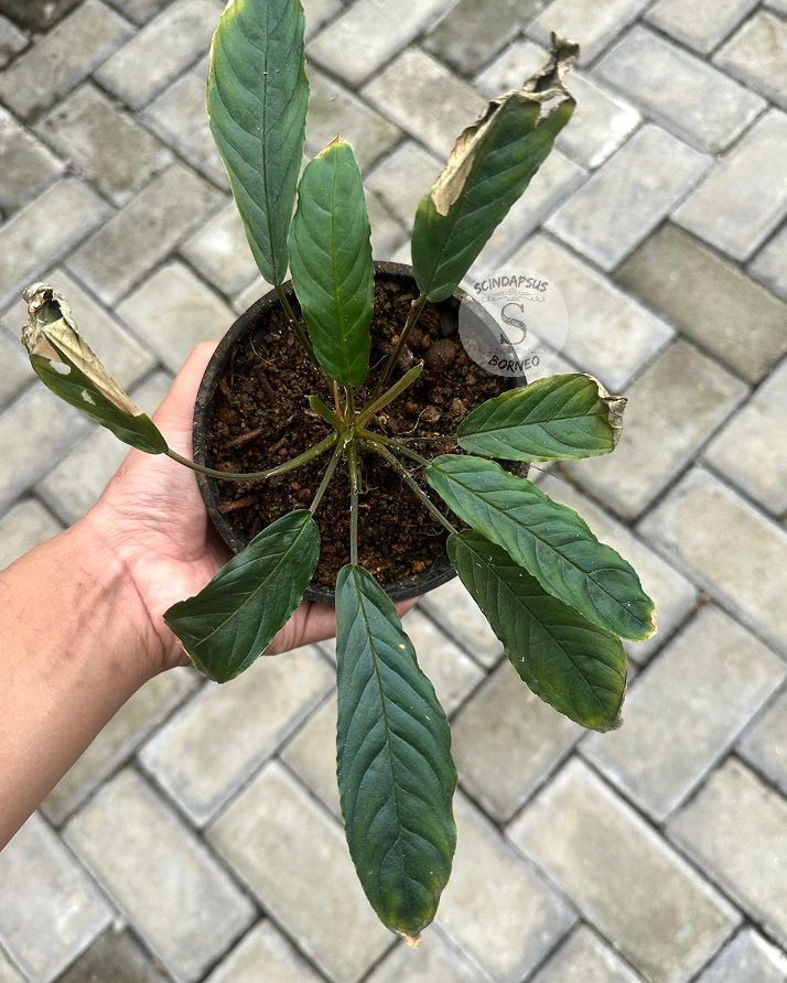 Homalomena New Sp - Scindapsus Borneo
