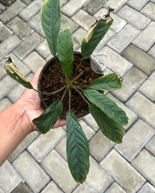 Homalomena New Sp