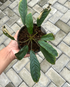 Homalomena New Sp - Scindapsus Borneo