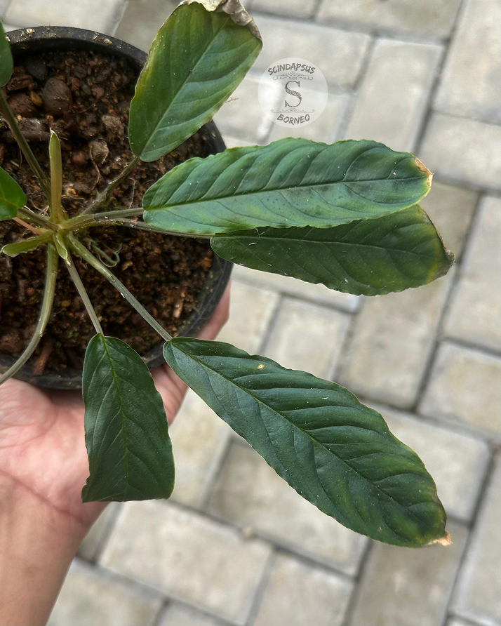 Homalomena New Sp - Scindapsus Borneo