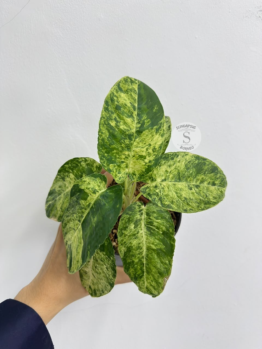 Homalomena schismatologis marble - Best Selected
