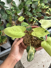 Homalomena Sp Marble - Scindapsus Borneo