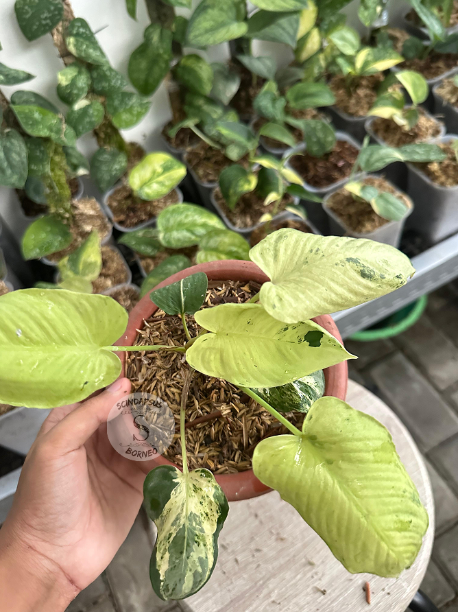 Homalomena Sp Marble - Package 30x
