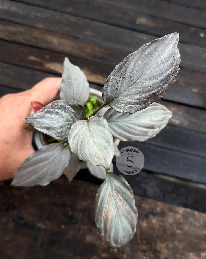 Homalomena Var Major ( Variegated Orange ) - Scindapsus Borneo