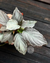Homalomena Var Major ( Variegated Orange ) - Scindapsus Borneo