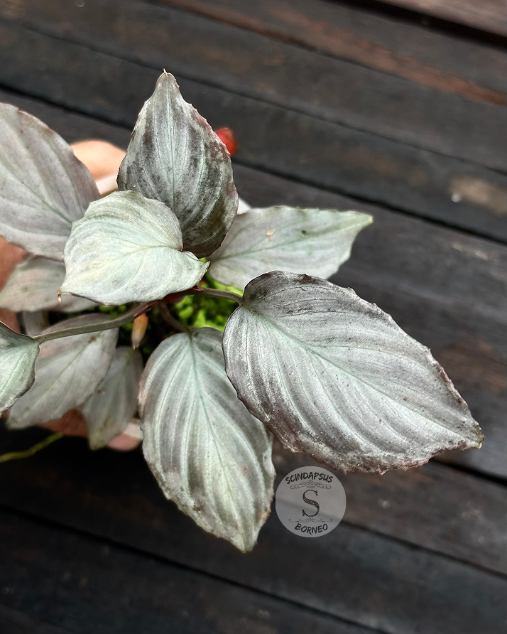 Homalomena Var Major ( Variegated Orange ) - Scindapsus Borneo
