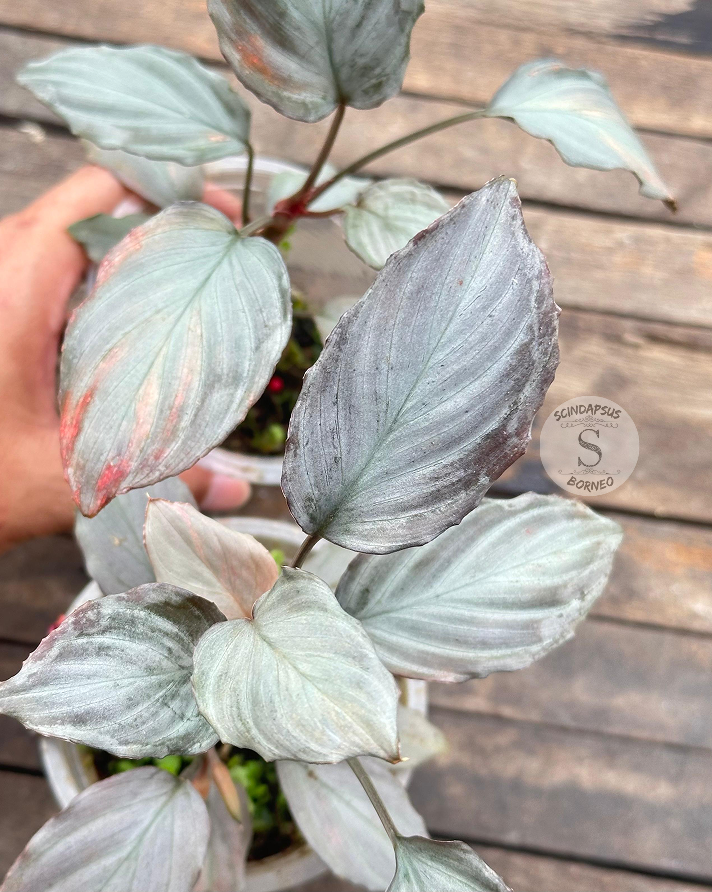 Homalomena Var Major ( Variegated Orange ) - Scindapsus Borneo