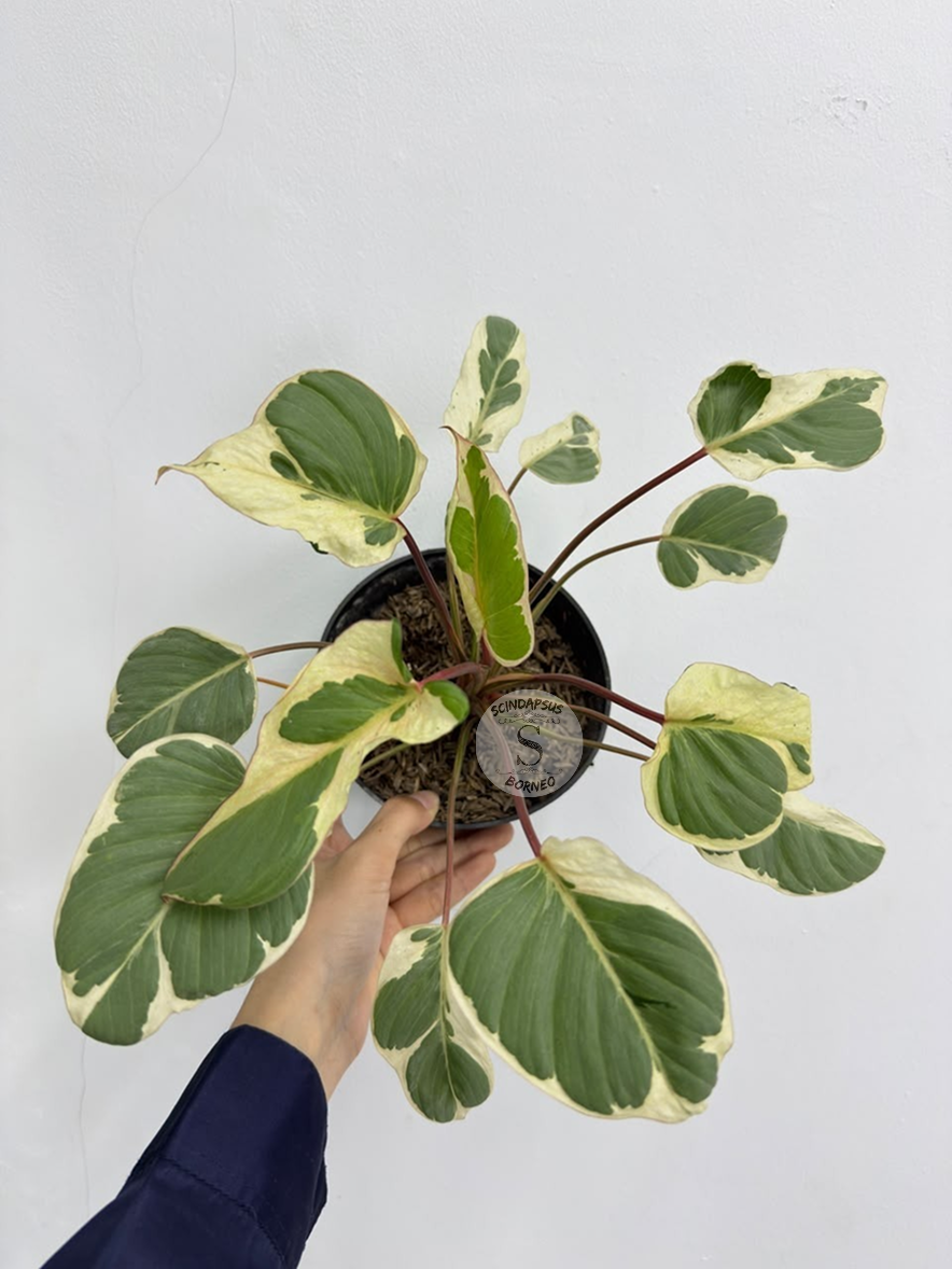 Homalomena Marsmellow - Best Selected