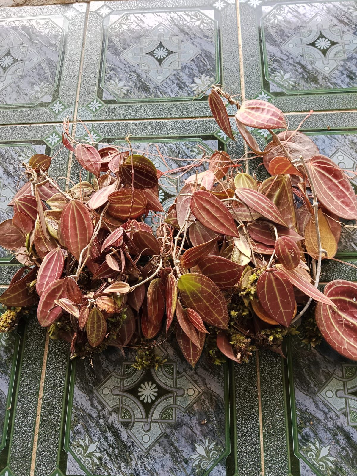 Hoya Macrophylla Red