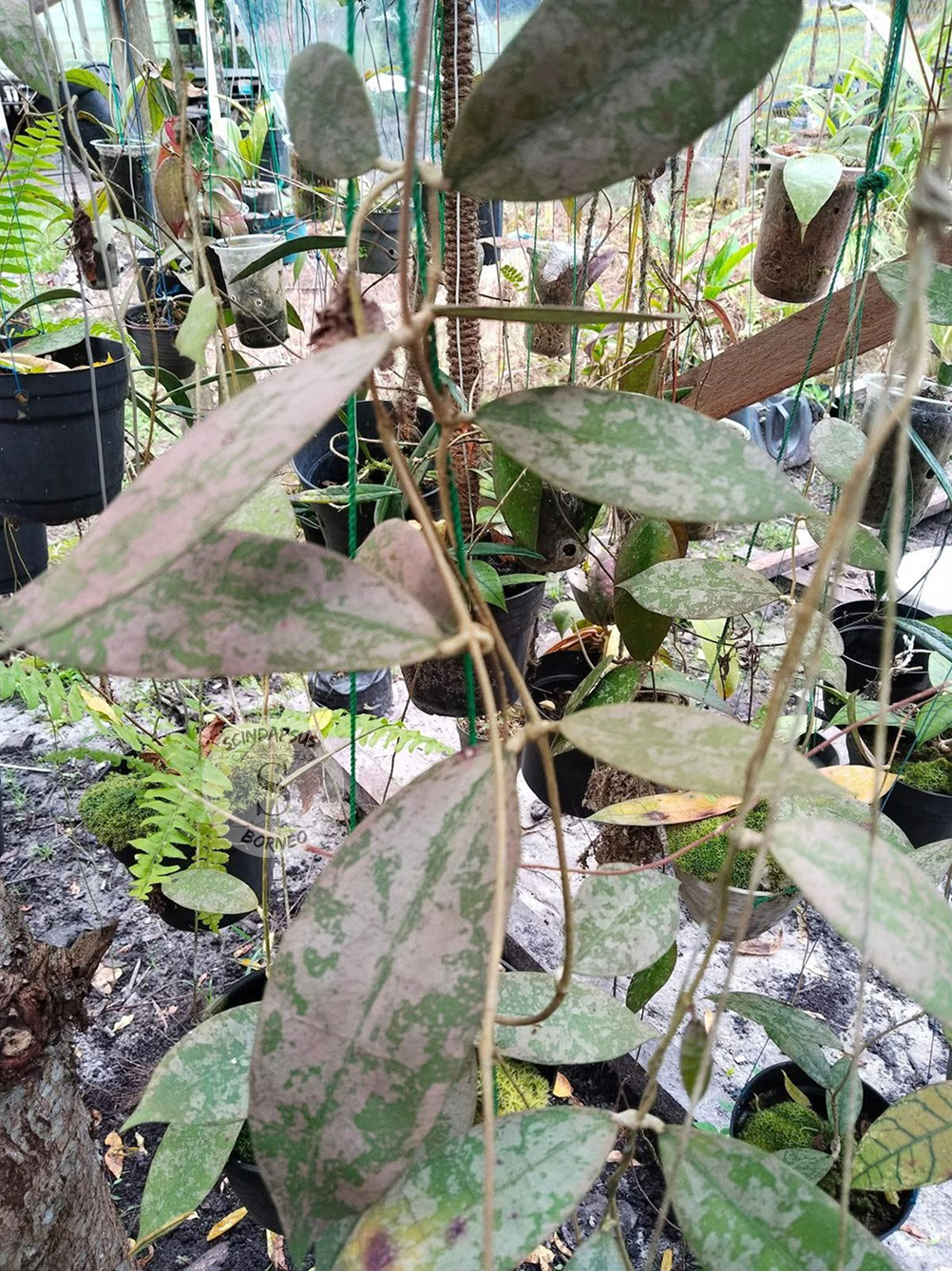 Hoya Aff Lambi Silver - Scindapsus Borneo