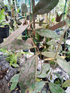 Hoya Aff Lambi Silver - Scindapsus Borneo
