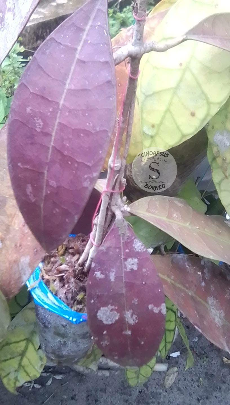 Hoya Aff Lambii Red Leaves - Scindapsus Borneo