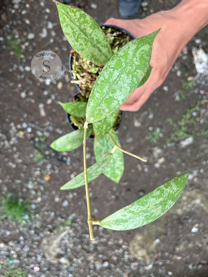 Hoya Aff Lambii Splash - Scindapsus Borneo