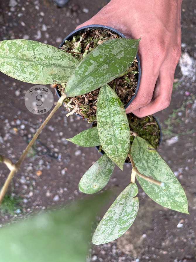 Hoya Aff Lambii Splash - Scindapsus Borneo