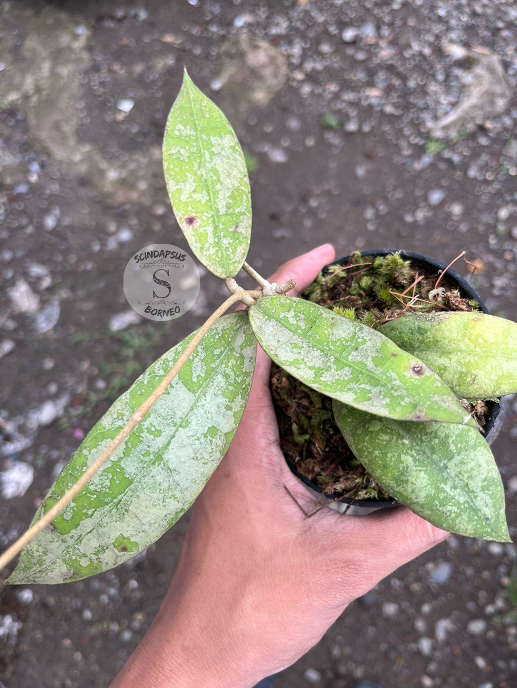 Hoya Aff Lambii Splash - Scindapsus Borneo