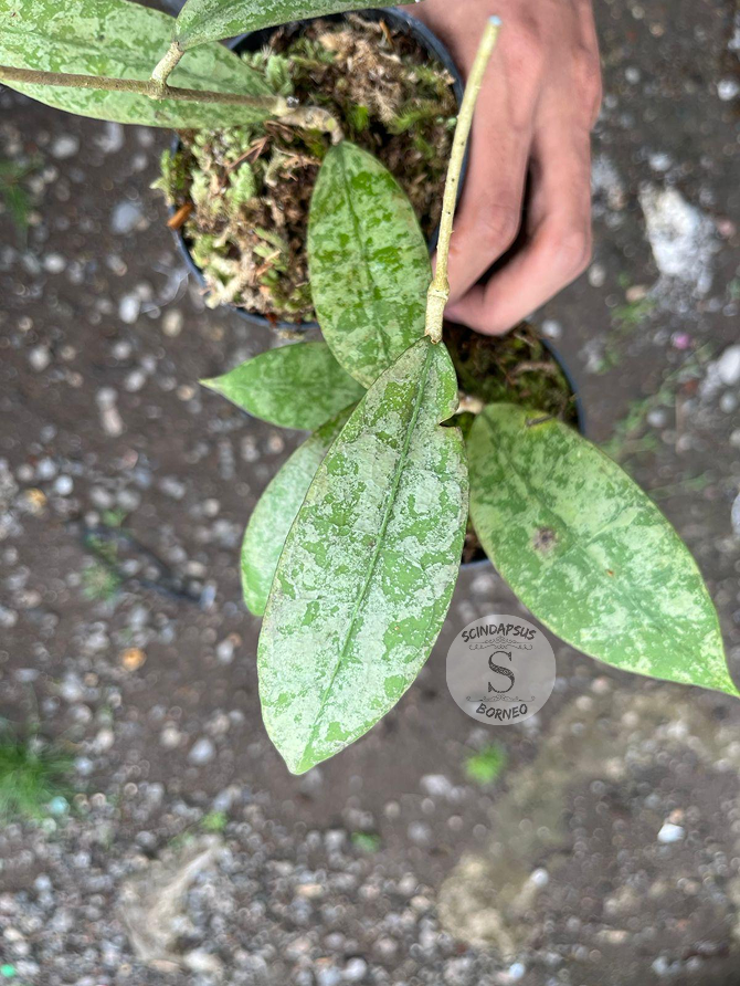 Hoya Aff Lambii Splash - Scindapsus Borneo