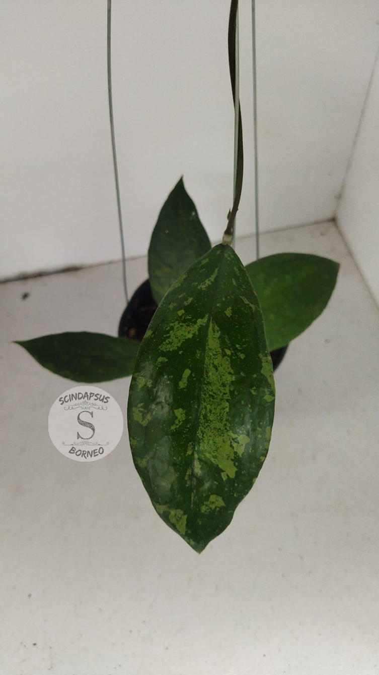 Hoya Aff Vitelina Blume Splash - Scindapsus Borneo