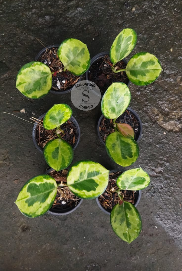 Hoya Australis Peacock Feathers