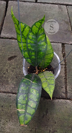 Hoya Calystopila Black Cat - Scindapsus Borneo