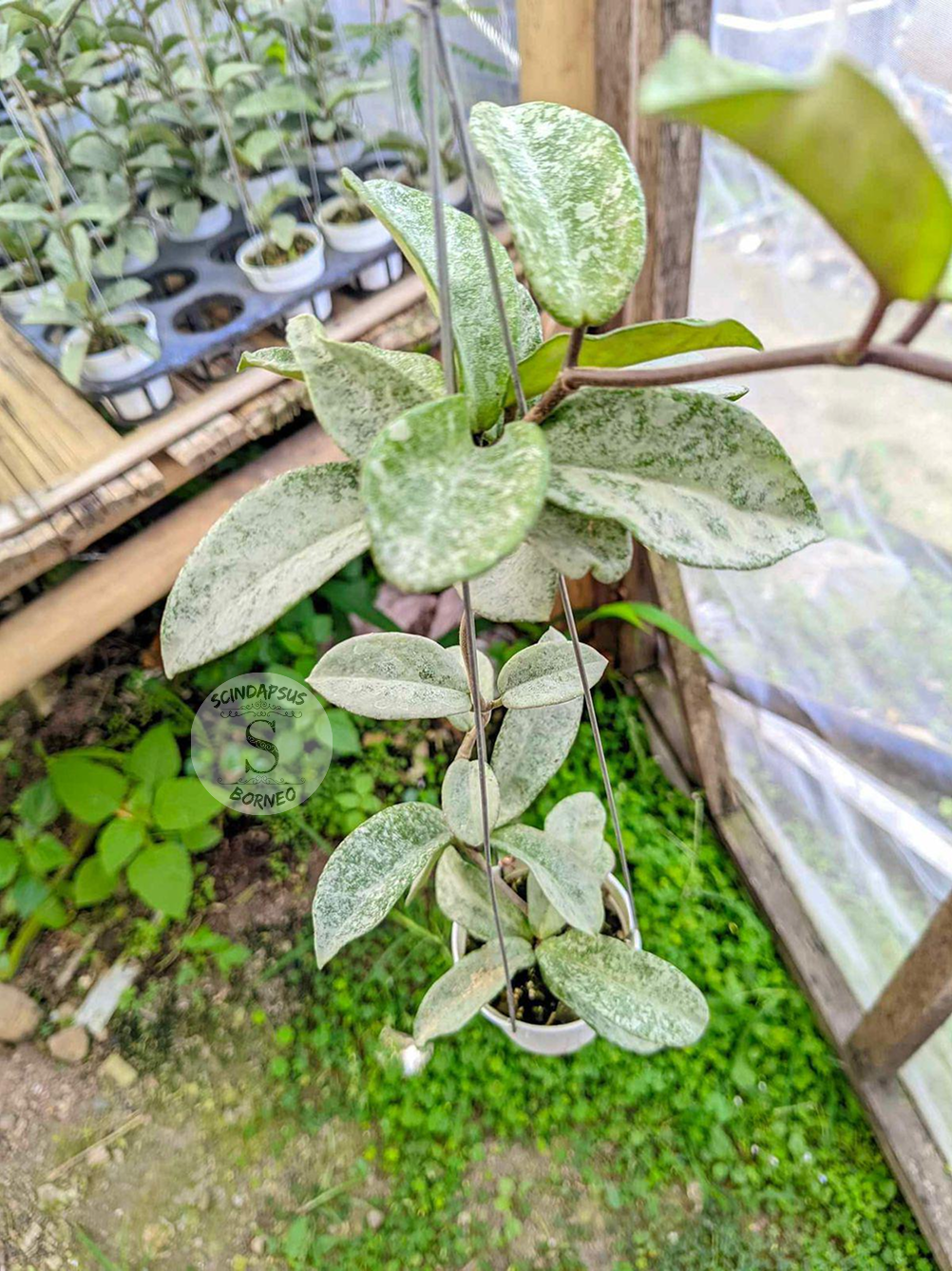 Hoya Carnosa Nova Ghost - Scindapsus Borneo