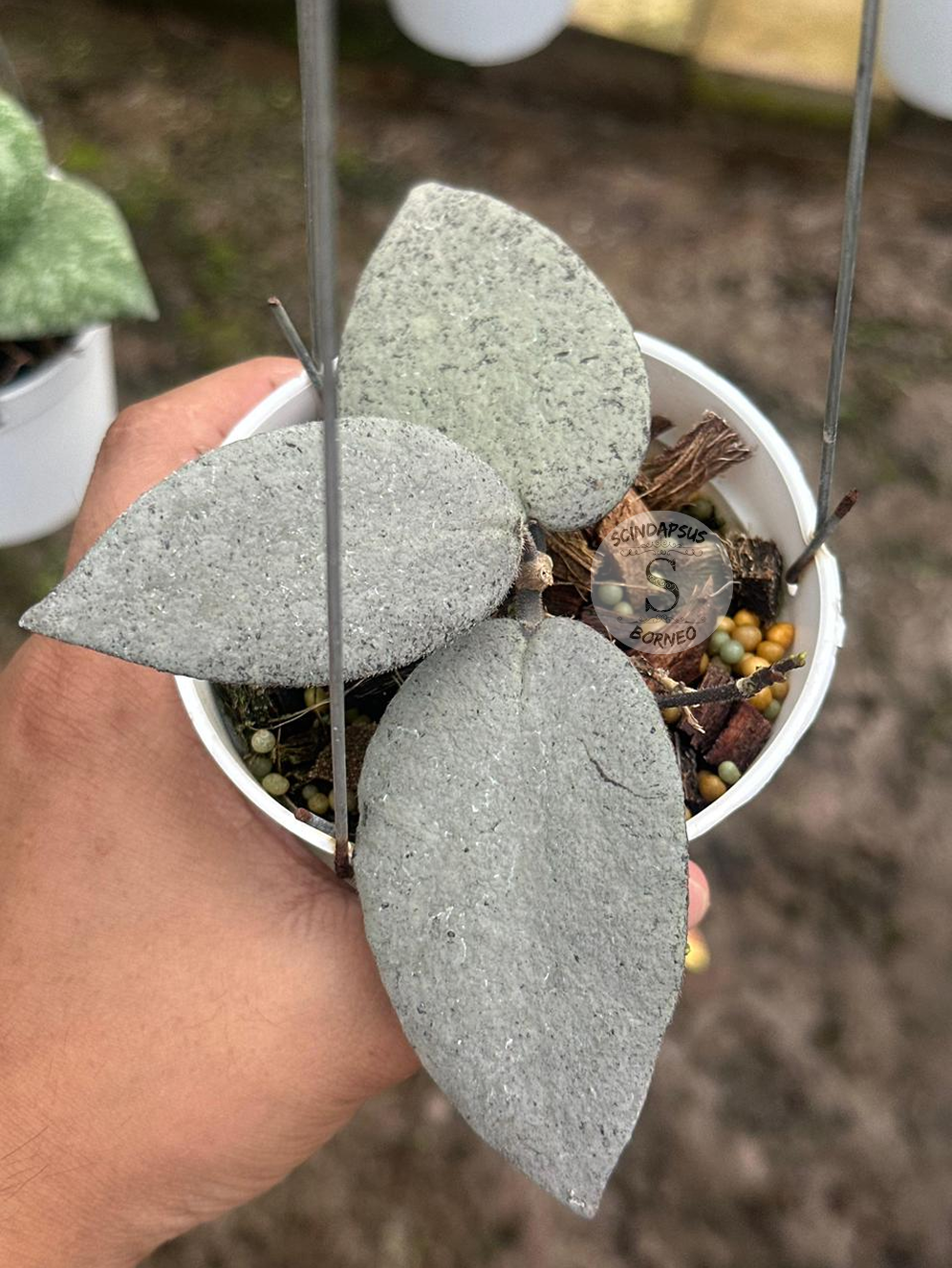 Hoya Caudata "Silver" (Argene)