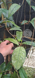 Hoya Celemenserum Splash - Scindapsus Borneo