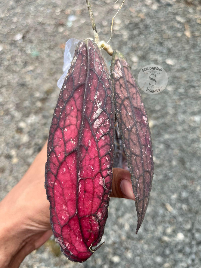 Hoya Clamensorium Super Red - Best Selected - Scindapsus Borneo
