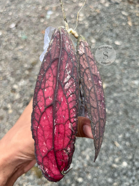 Hoya Clamensorium Super Red - Best Selected