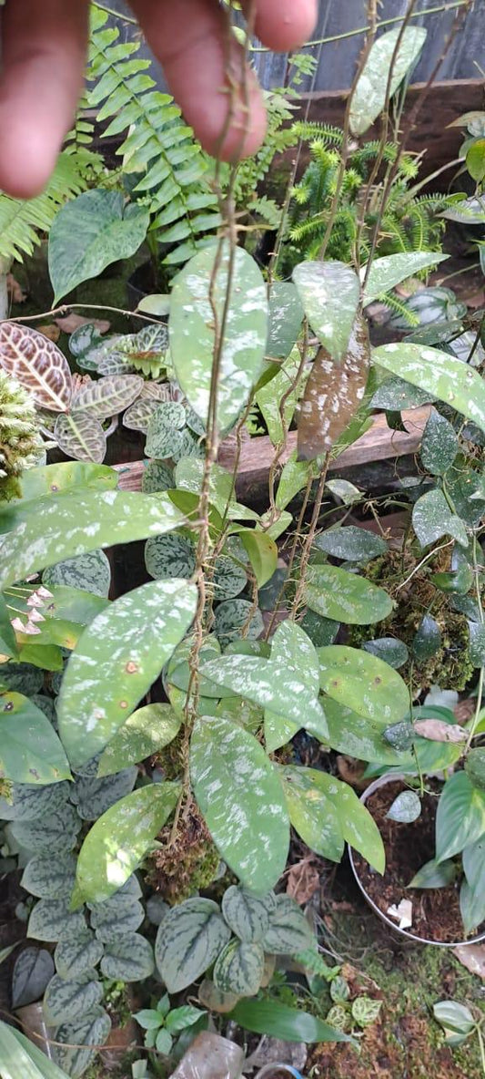 Hoya Cocoena Splash
