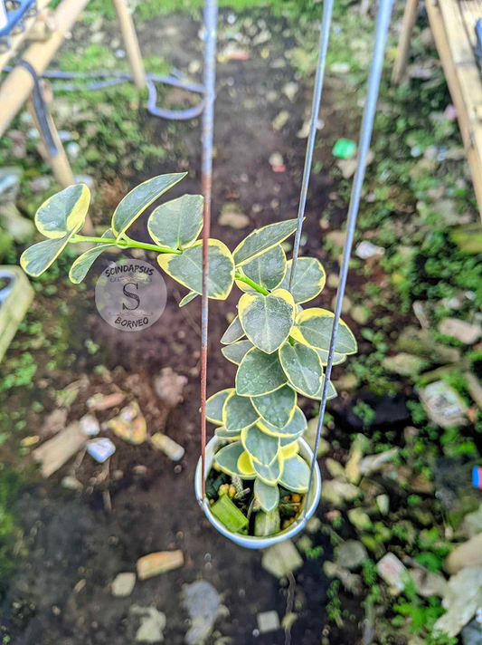 Hoya Cumigiana Albo