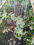 Hoya Cumigiana Albo - Scindapsus Borneo