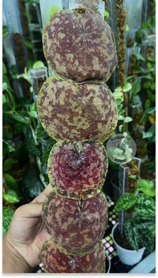 Hoya Imbricata Red Splash