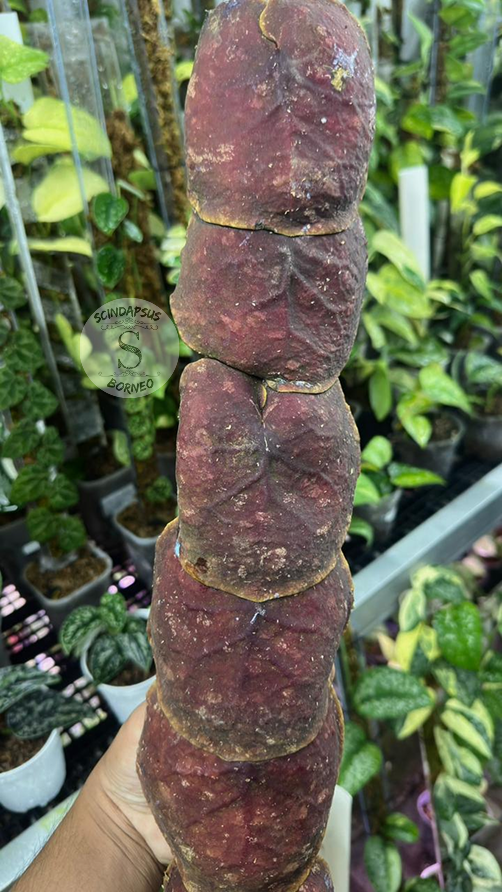 Hoya Imbricata Red Splash