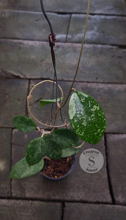 Hoya Kan 68 - Scindapsus Borneo