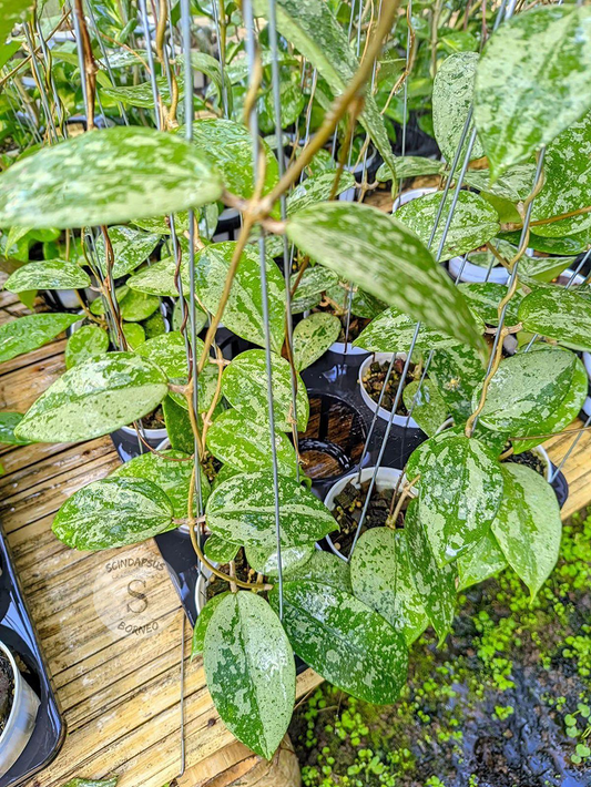 Hoya Ksb 08 Silver