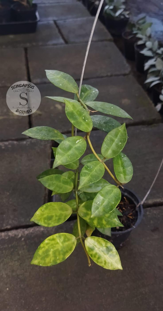 Hoya Lacunosa Amarilo
