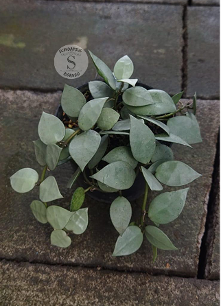 Hoya Lacunosa Fullmoon - Scindapsus Borneo