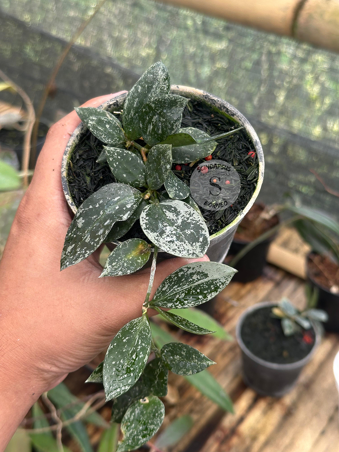 Hoya  Lacunosa Green Palm