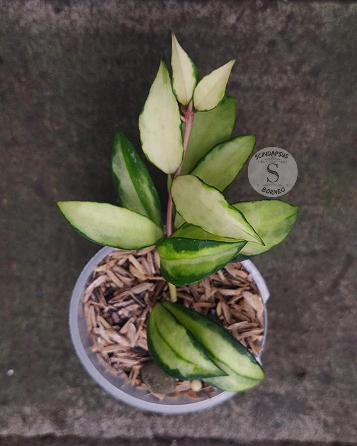 Hoya Lacunosa Souma