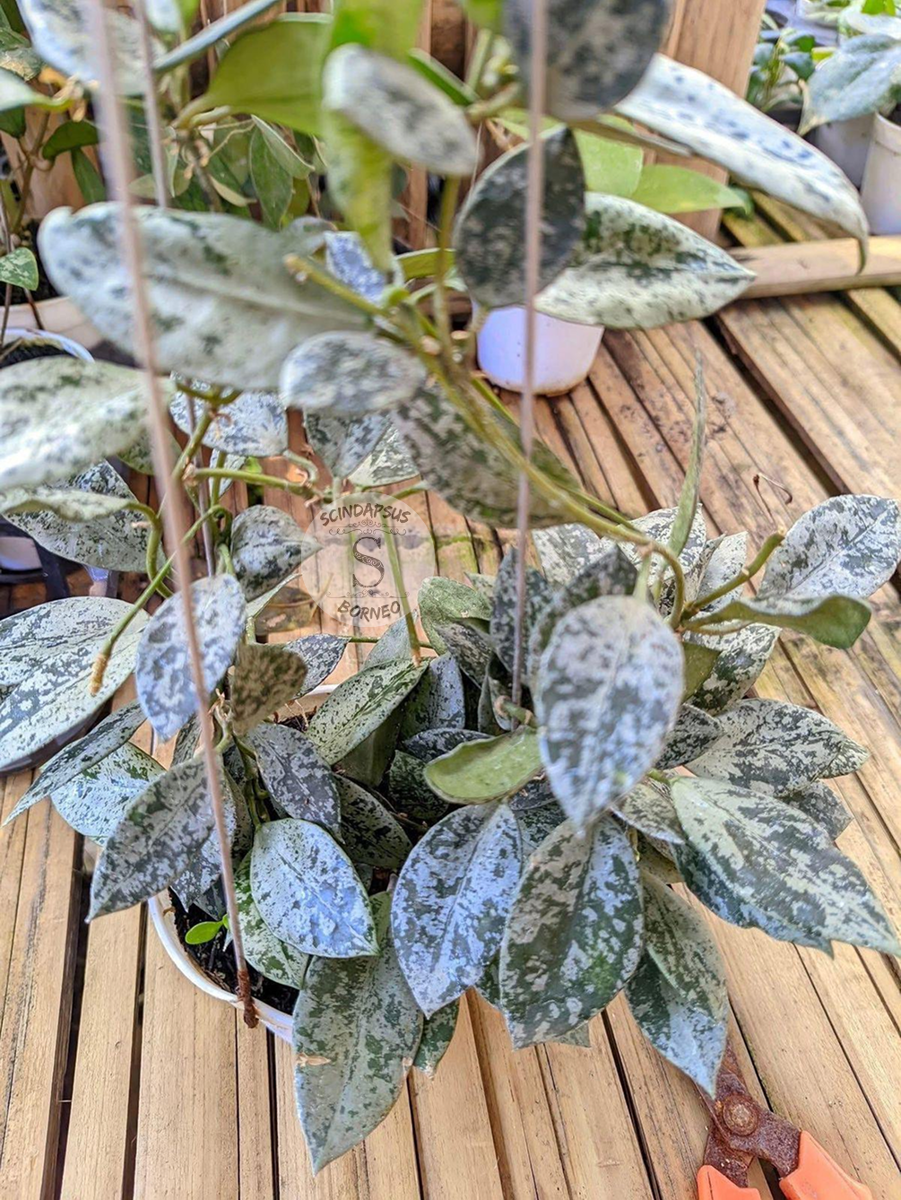 Hoya Lacunosa Sp Cianjur - Scindapsus Borneo